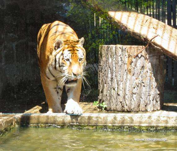 Tygrys syberyjski - ZOO w Chorzowie - Chorzów. Zdjęcie nr ...