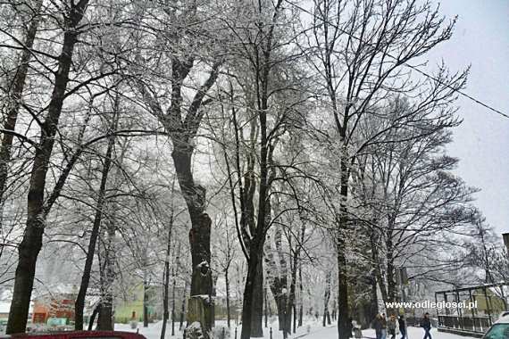 Zimowa szadź na drzewach - Park wzdłuż ul. Staszica ...